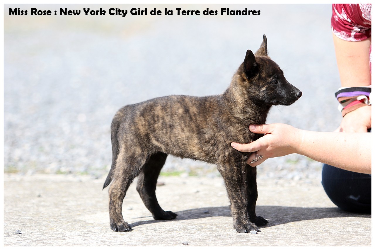 New york city girl De La Terre Des Flandres