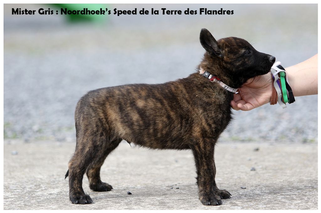 Noordhoerd's speed De La Terre Des Flandres