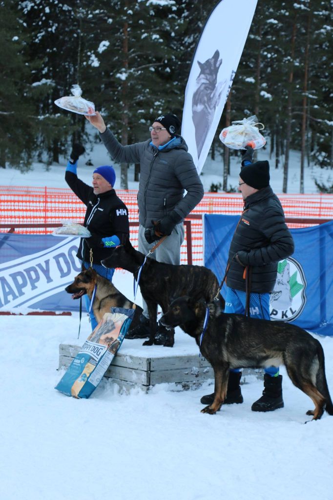 De La Terre Des Flandres - Jumpin'Jack Flash Champion de Finlande de Ski Joering