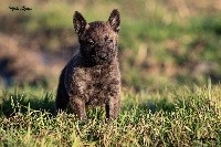 Pipin Perigreen Touc de la Terre des Flandres