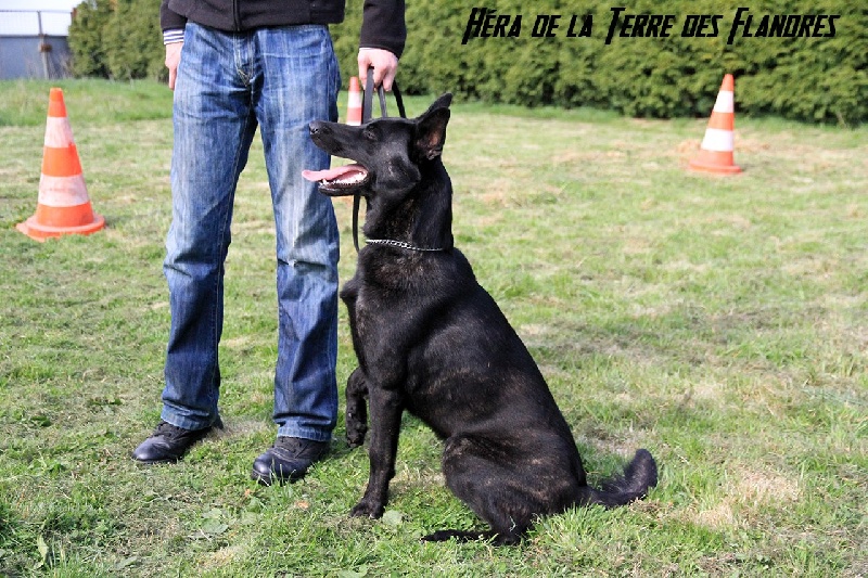 Héra De La Terre Des Flandres