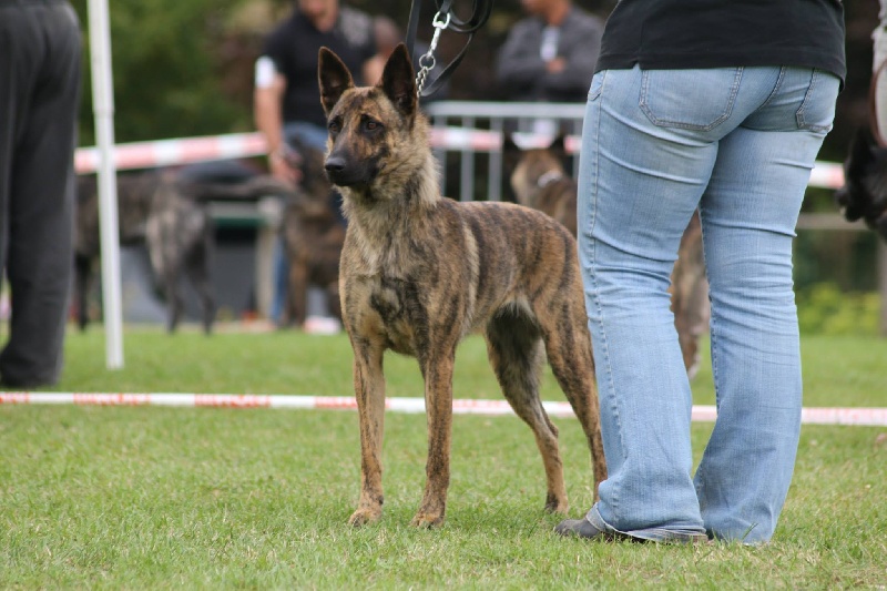 Hailey De La Terre Des Flandres