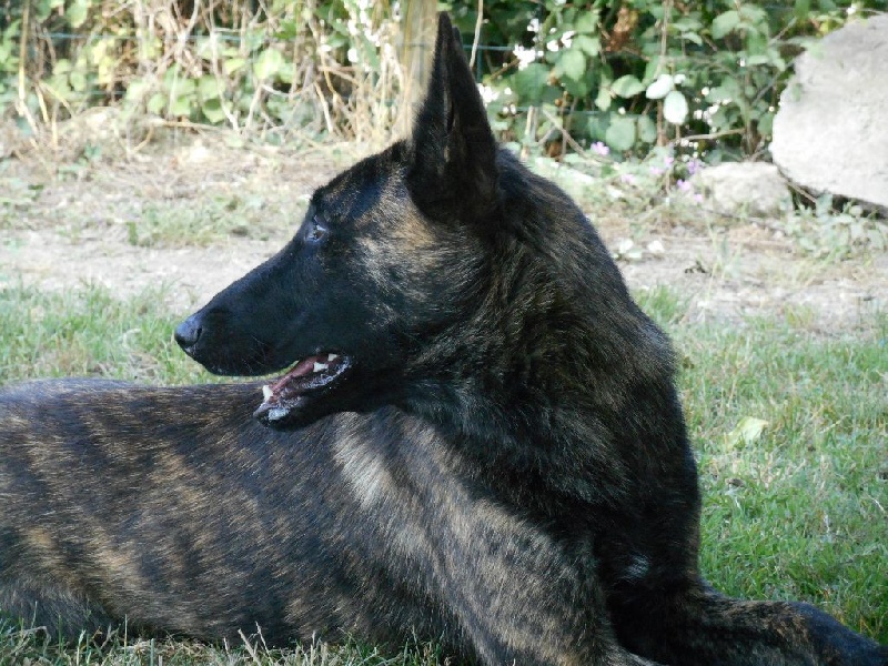 CH. Izouïcke- dinther De La Terre Des Flandres