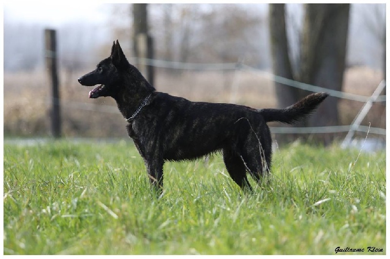 Lucky lady De La Terre Des Flandres