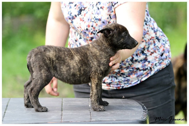 Miss dogwood De La Terre Des Flandres