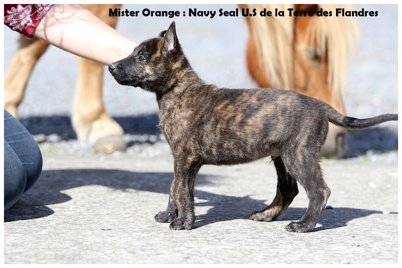 Navy seal us De La Terre Des Flandres