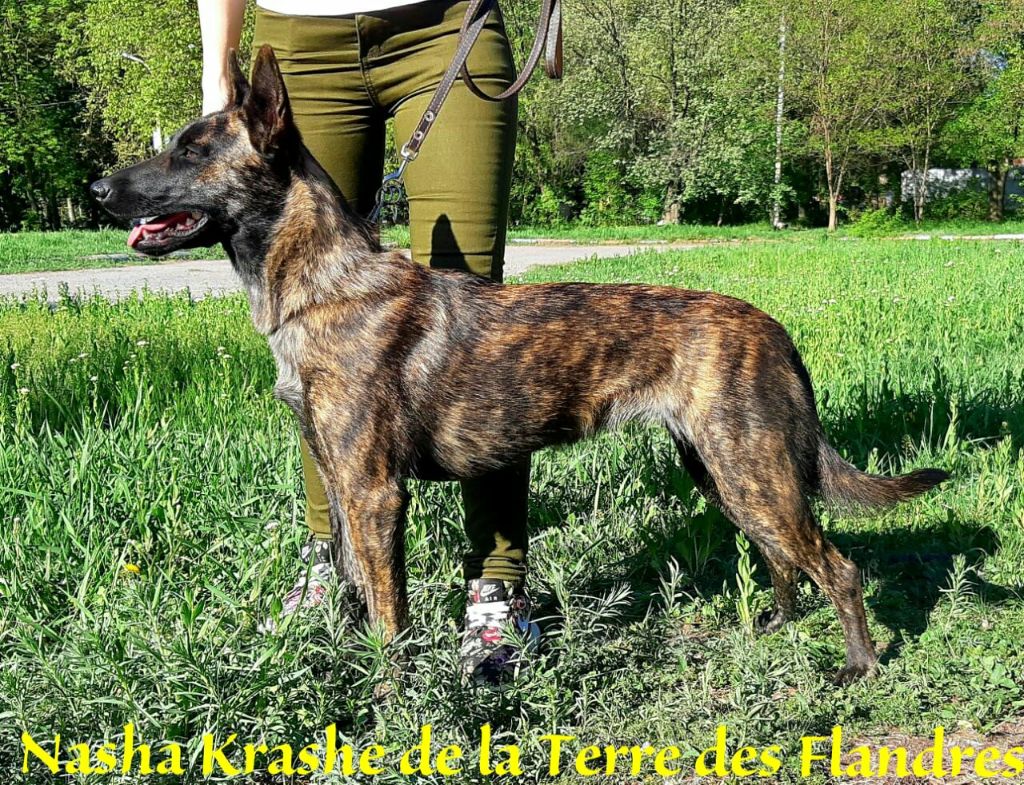 CH. Nasha krashe De La Terre Des Flandres