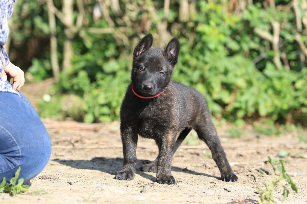 Pepper grey De La Terre Des Flandres