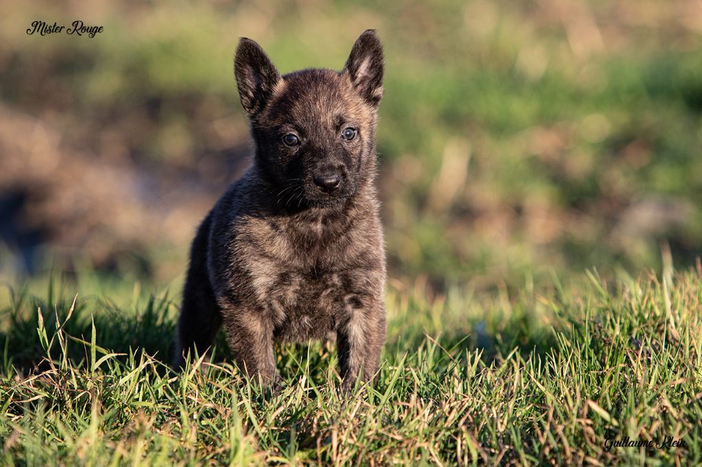 Pipin perigreen touc De La Terre Des Flandres