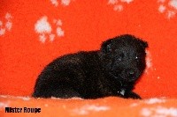 Nabuchodonosor de la Terre des Flandres