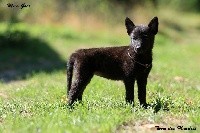 Opaal Herder van Holland